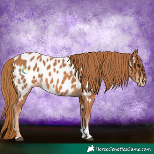 Horse Color:Chestnut Near Leopard