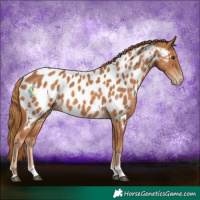 Horse Color:Chestnut Near Leopard 