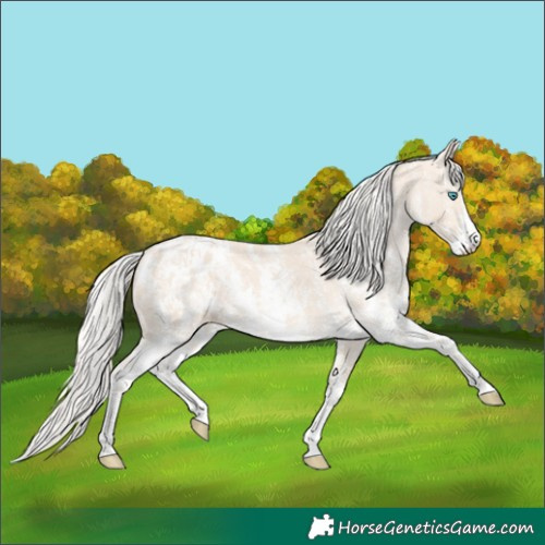 Horse Color:Cremello Sabino Blanket and Cremello Sabino Blanket