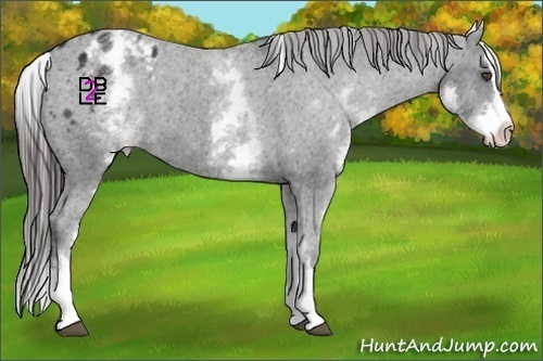 Horse Color:White Spotted Black Splash Appaloosa Rabicano 