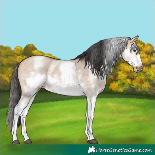Horse Color:White Spotted Bay Dun Sabino Frame 