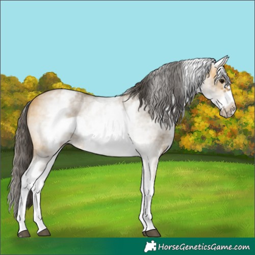 Horse Color:White Spotted Buckskin Sabino Frame 