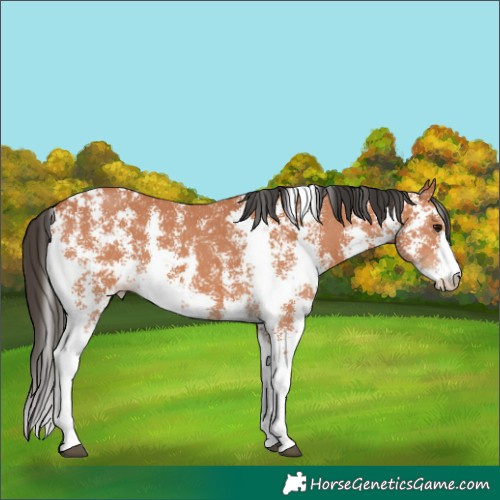 Horse Color:Bay Sabino 