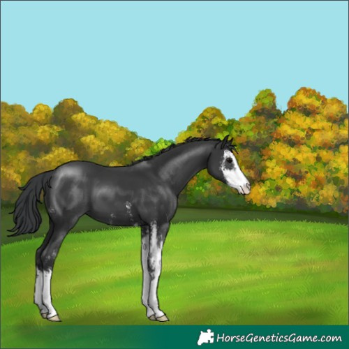 Horse Color:Black Sabino