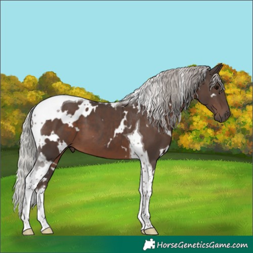 Horse Color:White Spotted Silver Black Tobiano