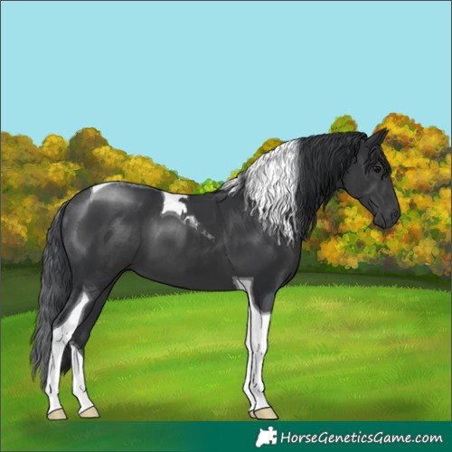 Horse Color:Black Tobiano