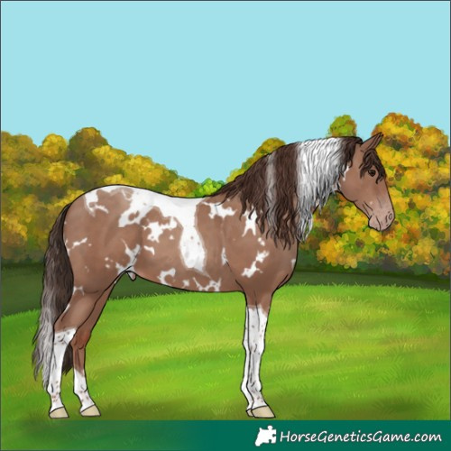 Horse Color:White Spotted Classic Champagne Tobiano 