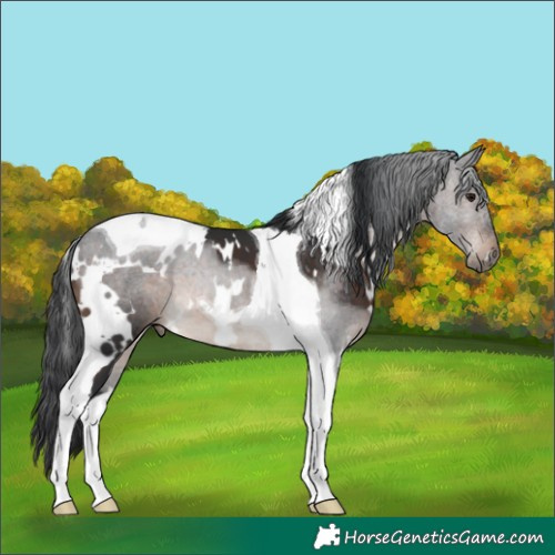 Horse Color:White Spotted Brown Tobiano