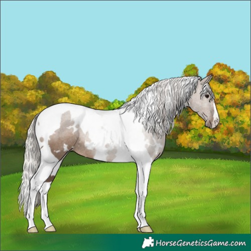 Horse Color:White Spotted Silver Grullo Tobiano Rabicano 