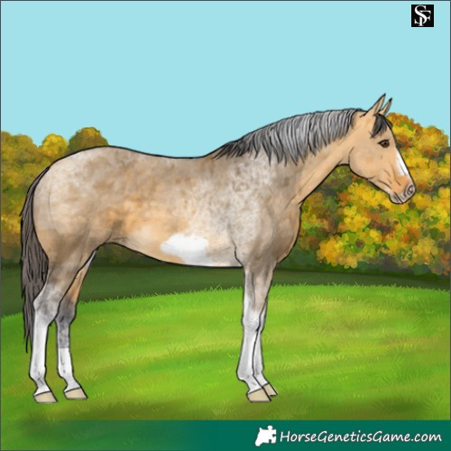 Horse Color:Buckskin Dun Merle Tobiano Frame