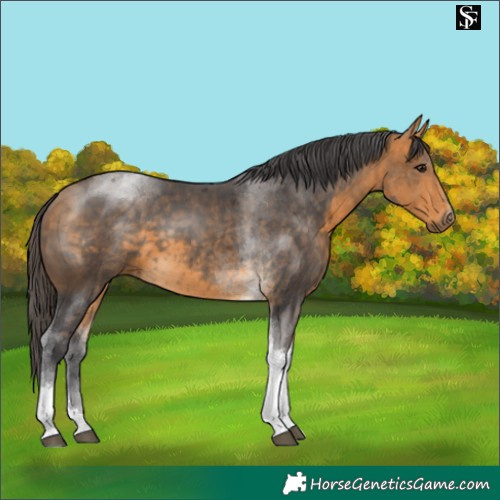 Horse Color:Buckskin Merle Tobiano
