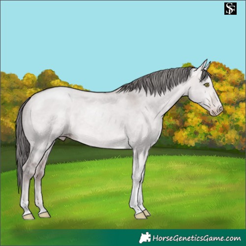 Horse Color:Platinum Amber Champagne Dun Merle Tobiano 
