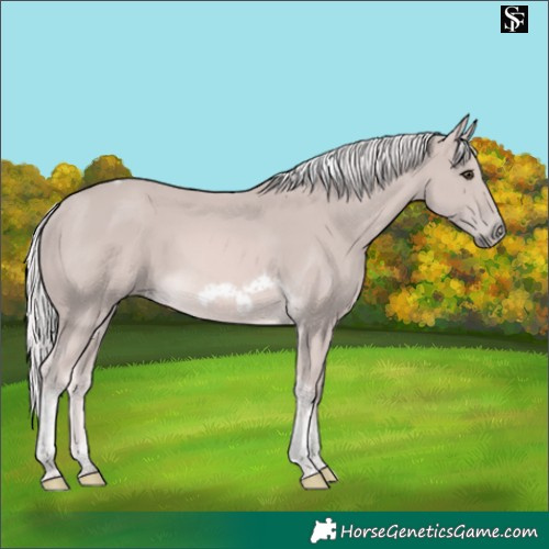 Horse Color:Platinum Palomino Tobiano Frame