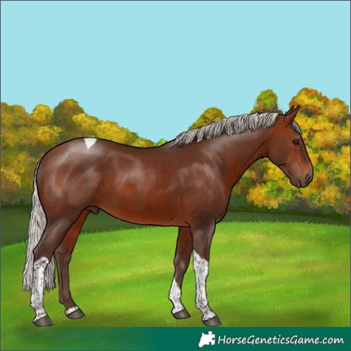 Horse Color:Silver Bay Tobiano