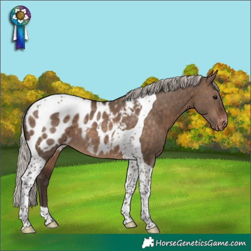 Horse Color:Silver Brown Dun Tobiano Blanket 