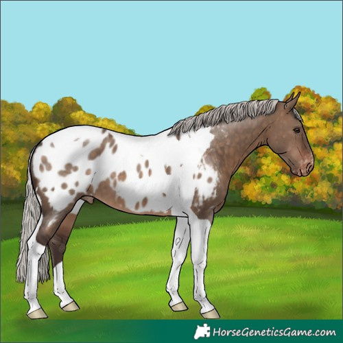Horse Color:Silver Brown Dun Tobiano Blanket 
