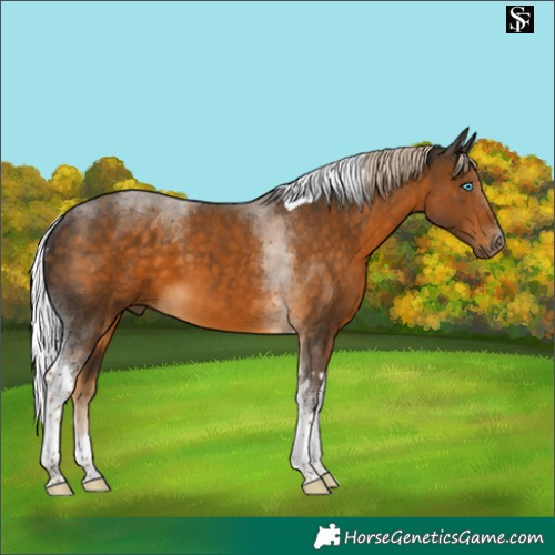 Horse Color:Chocolate Palomino Tobiano 