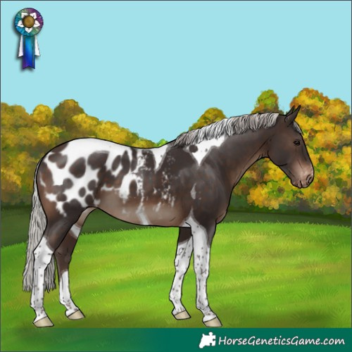 Horse Color:Silver Brown Tobiano Blanket 
