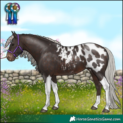 Horse Color:Silver Brown Tobiano Blanket