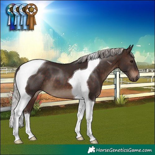 Horse Color:Silver Brown Tobiano 