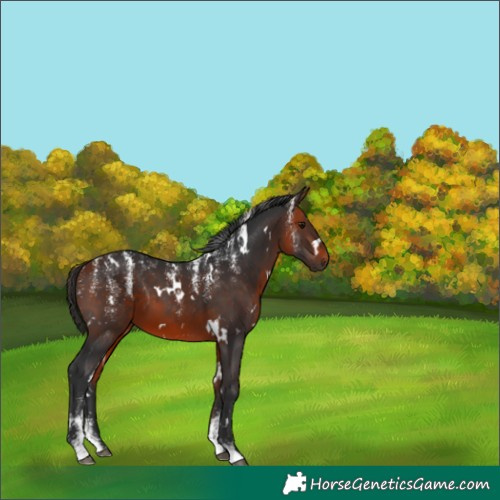 Horse Color:Powder White White Spotted Bay 