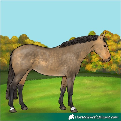 Horse Color:Buckskin Dun