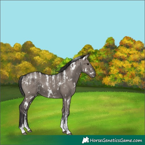 Horse Color:Powder White White Spotted Smoky Grullo