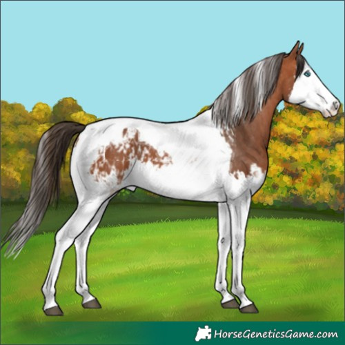 Horse Color:Bay Splash Tobiano Appaloosa  and Bay Splash Tobiano Appaloosa 