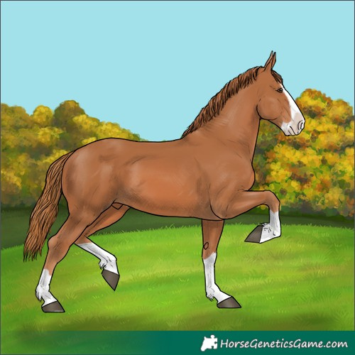 Horse Color:Chestnut Splash 