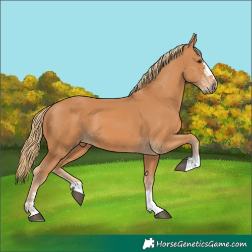 Horse Color:Chestnut 