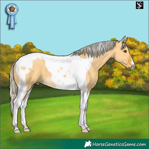 Horse Color:Silver Buckskin Dun Tobiano