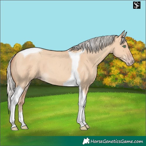 Horse Color:Silver Amber Champagne Dun Tobiano