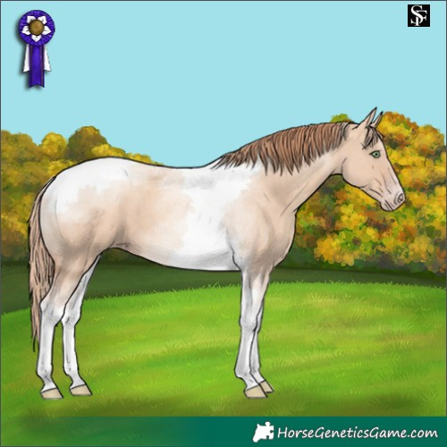 Horse Color:Gold Champagne Dun Tobiano 