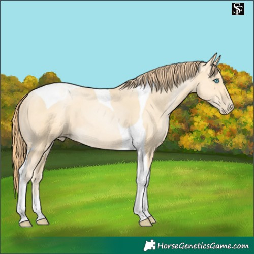 Horse Color:Amber Cream Champagne Pearl Tobiano