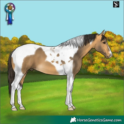 Horse Color:Buckskin Tobiano