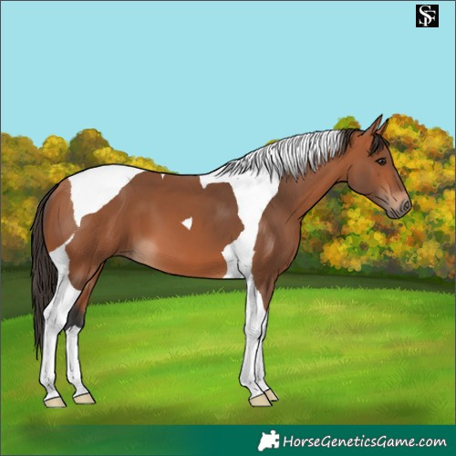 Horse Color:Bay Tobiano 