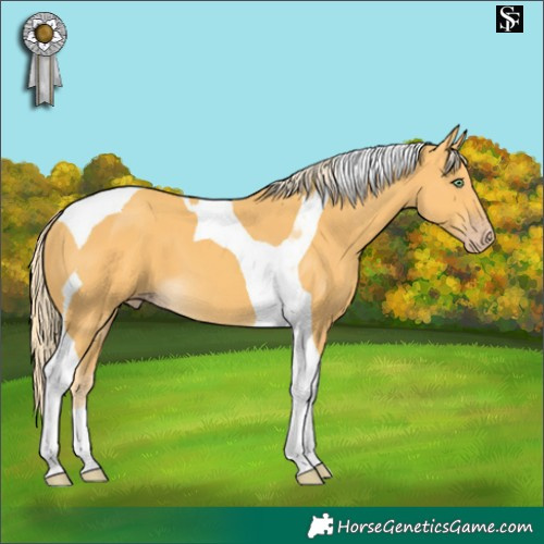 Horse Color:Gold Cream Champagne Tobiano 