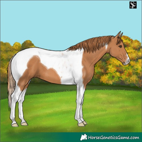 Horse Color:Chestnut Tobiano