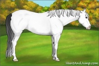 Horse Color:White Spotted Buckskin Splash 