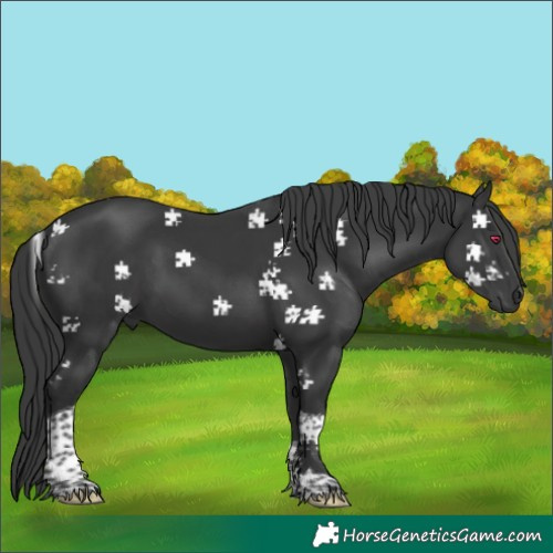 Horse Color:Black Tobiano 