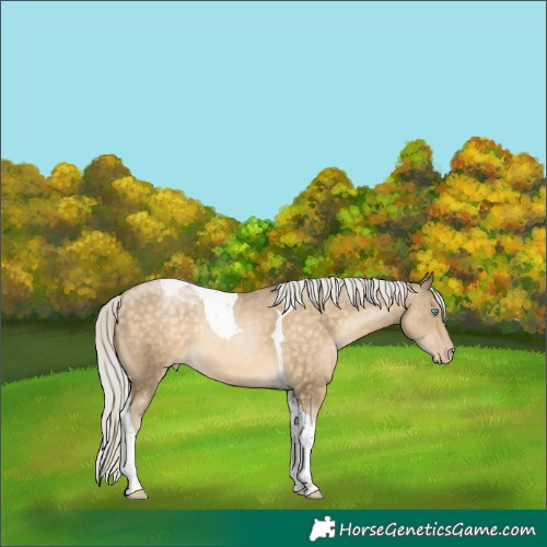 Horse Color:Silver Buckskin Pearl Tobiano Rabicano 