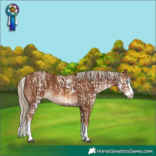 Horse Color:Powder White Chocolate Palomino Splash Tobiano Rabicano  and Powder White Chestnut Splash 