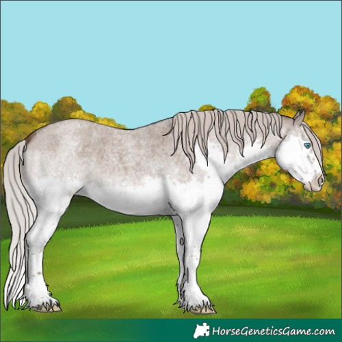 Horse Color:Silver Grullo Roan Splash