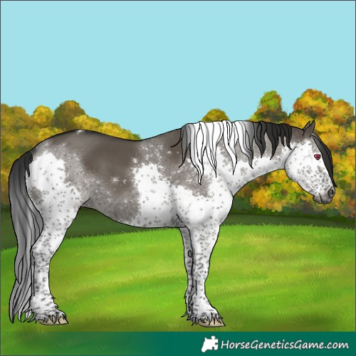 Horse Color:Gray Grullo Splash Tobiano Rabicano