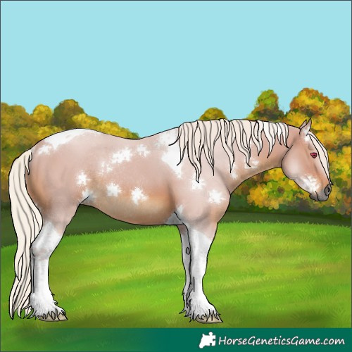 Horse Color:Gray Silver Bay Tobiano Rabicano