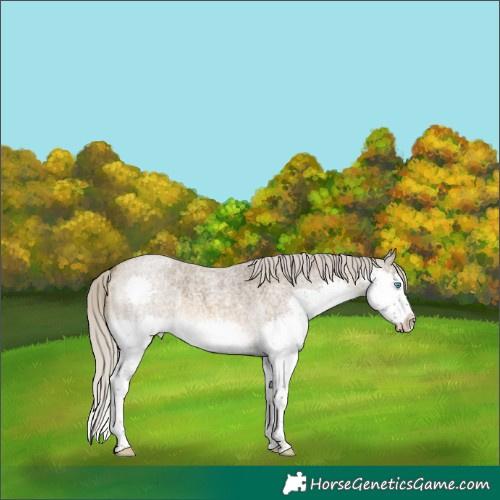 Horse Color:Chocolate Silver Buckskin Roan Splash Rabicano