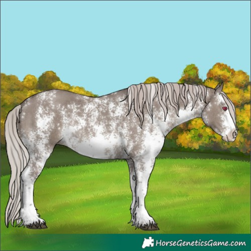 Horse Color:Silver Grullo Sabino Rabicano