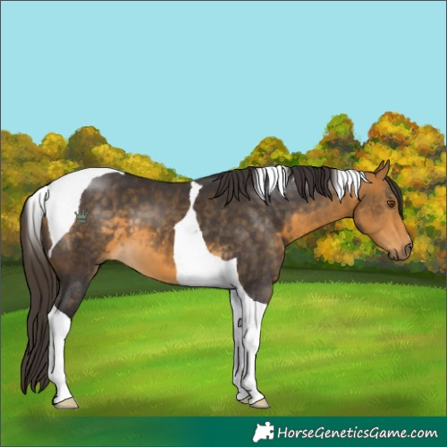 Horse Color:Buckskin Tobiano 
