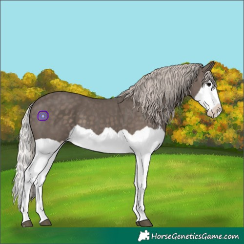 Horse Color:Silver Black Splash