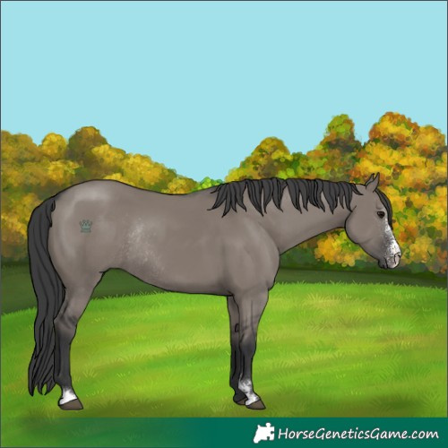 Horse Color:Grullo Sabino Rabicano
